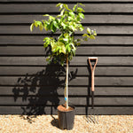 Lemon Tree | Citrus Limonero' - Tree - Clear Stem 60-70cm - Height 120-130cm - 10lt