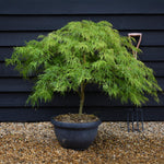 Acer palmatum dissectum 'Viridis' | Laceleaf Japanese maple - Bowl - Clear Stem 30cm - Height 80-90cm - 40lt