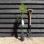 Clematis 'Joe' - Climber on cane - Height 100-120cm - 2lt