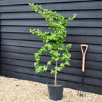 Corylus avellana 'Twister' | Corkscrew Hazel - Quarter Standard - Clear Stem - Height 150-160cm - 18lt