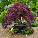Acer palmatum dissectum 'Garent' | 'Garent' laceleaf Japanese maple - Clear Stem 60-70cm - Height 160-180cm - 235lt
