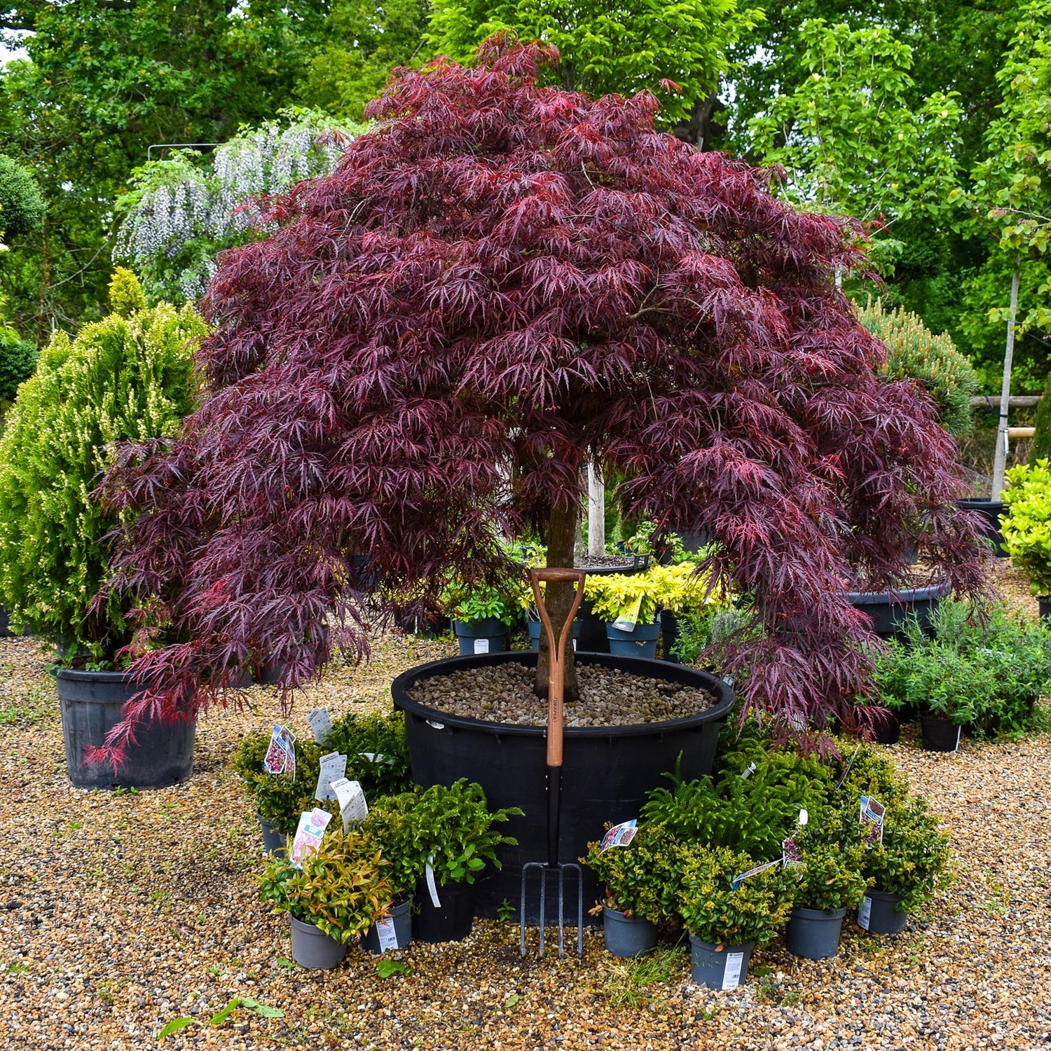 Acer palmatum dissectum 'Garent' | 'Garent' laceleaf Japanese maple - Clear Stem 55cm - Height 130-140cm - 235lt