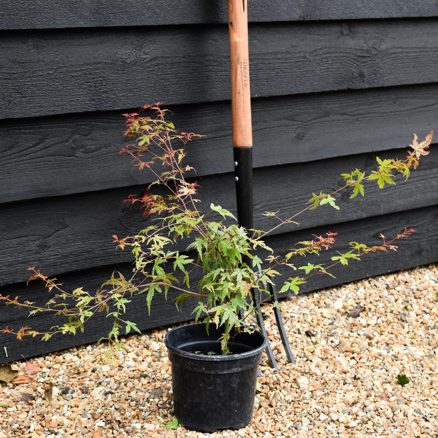 Acer palmatum 'Phoenix' | Japanese maple 'Phoenix' - 25-45cm - 3lt