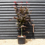 Acer palmatum 'Fireglow' - Height 165-175cm - 55lt