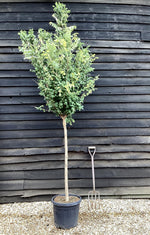 Robinia Pseudoacacia Umbraculifera 225-260cm - 12cm - Clear Stem - 25lt