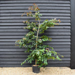 Parrotia persica | Iron Tree - Height 200-250cm - 30lt