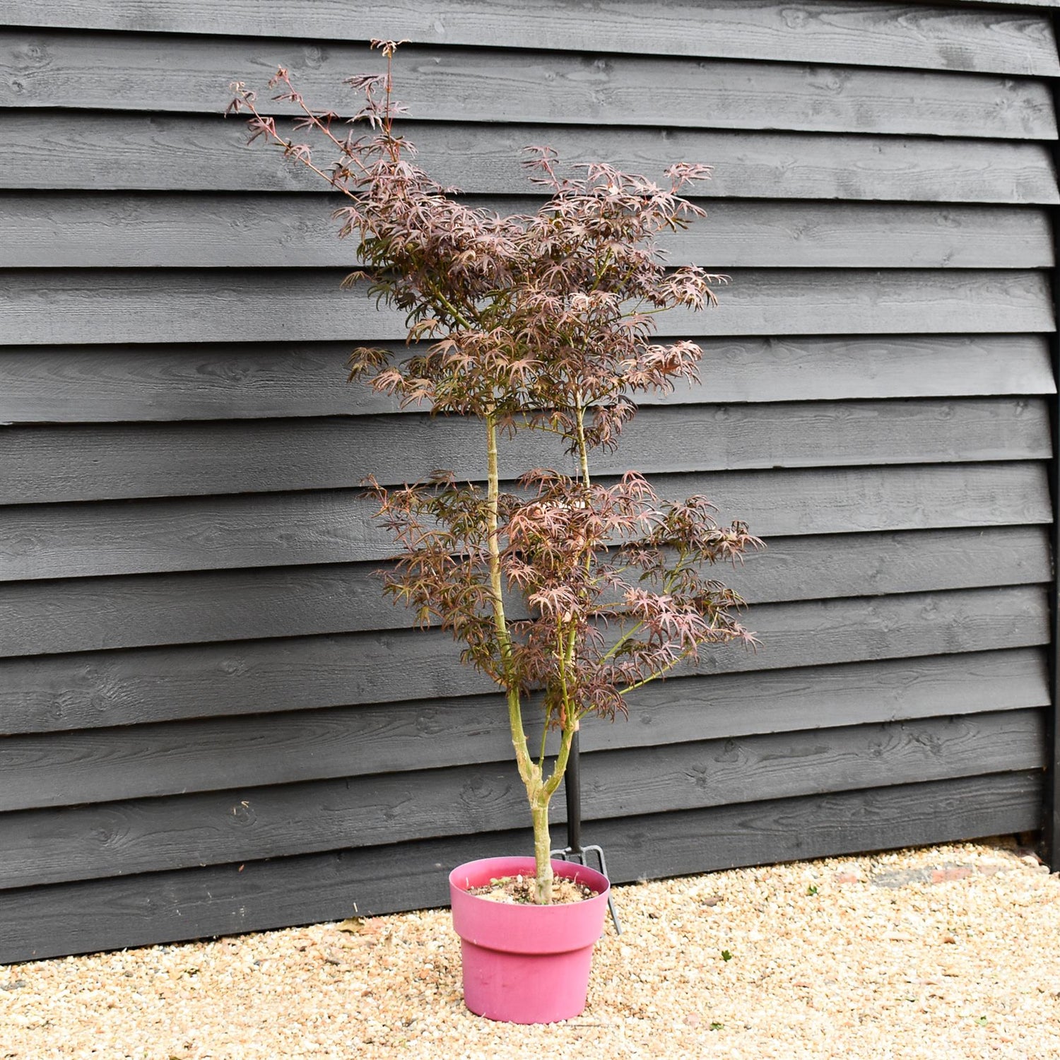 Acer palmatum 'Starfish' | Japanese maple 'Starfish' - 150-170cm - 15lt