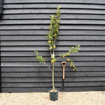 Apple tree 'Egremont Russet' | Malus domestica - MM106 - Semi-Dwarfing - 160-180cm - 10lt