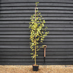 Alnus Incana Aurea - Grey Alder - Feathered - Height 240-250cm - 10lt