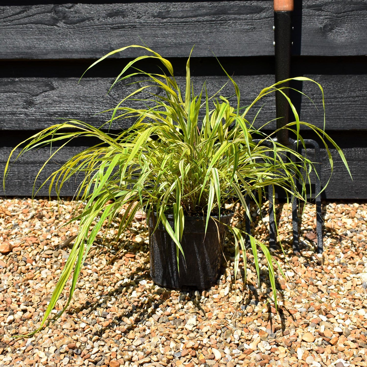 Hakonechloa macra 'Aureola' - Grass - Height 15-20cm - 2lt