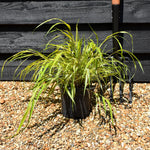 Hakonechloa macra 'Aureola' - Grass - Height 15-20cm - 2lt