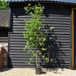 Frangula Alnus - Alder Buckthorn - MultiStem - Height 250-300cm - 30lt