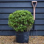 Ilex crenata 'Kinme' | Japanese Holly 'Kinme' - Ball - Width 60cm - 30lt