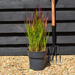 Imperata cylindrica 'Red Baron' | Japanese Blood Grass - Height 50-60cm - 6.5lt