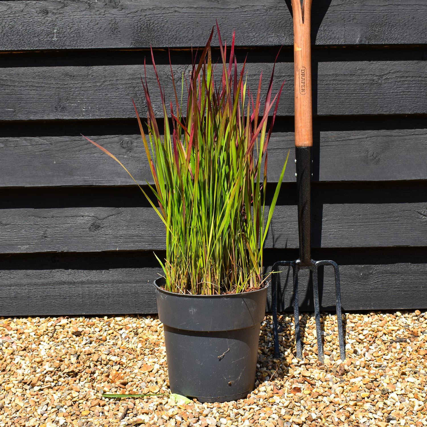 Imperata cylindrica 'Red Baron' | Japanese Blood Grass - Height 50-60cm - 6.5lt