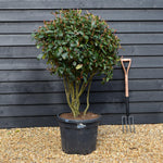 Photinia Red Robin | Christmas berry 'Little Red Robin' - Compacta - Multi Stem - Height 120cm - Width 110cm - 55lt