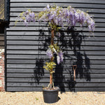 Wisteria 'Prolific' - Purple - Umbrella - Roof Espalier 120-120cm - Height 200cm - 55lt