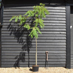 Albizia julibrissin | Silk Tree - Clear Stem - Height 290-300cm - 20lt