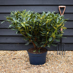 Rhododendron 'Madame Masson' - Shrub - Height 60-70cm - Width 80-90cm - 15lt