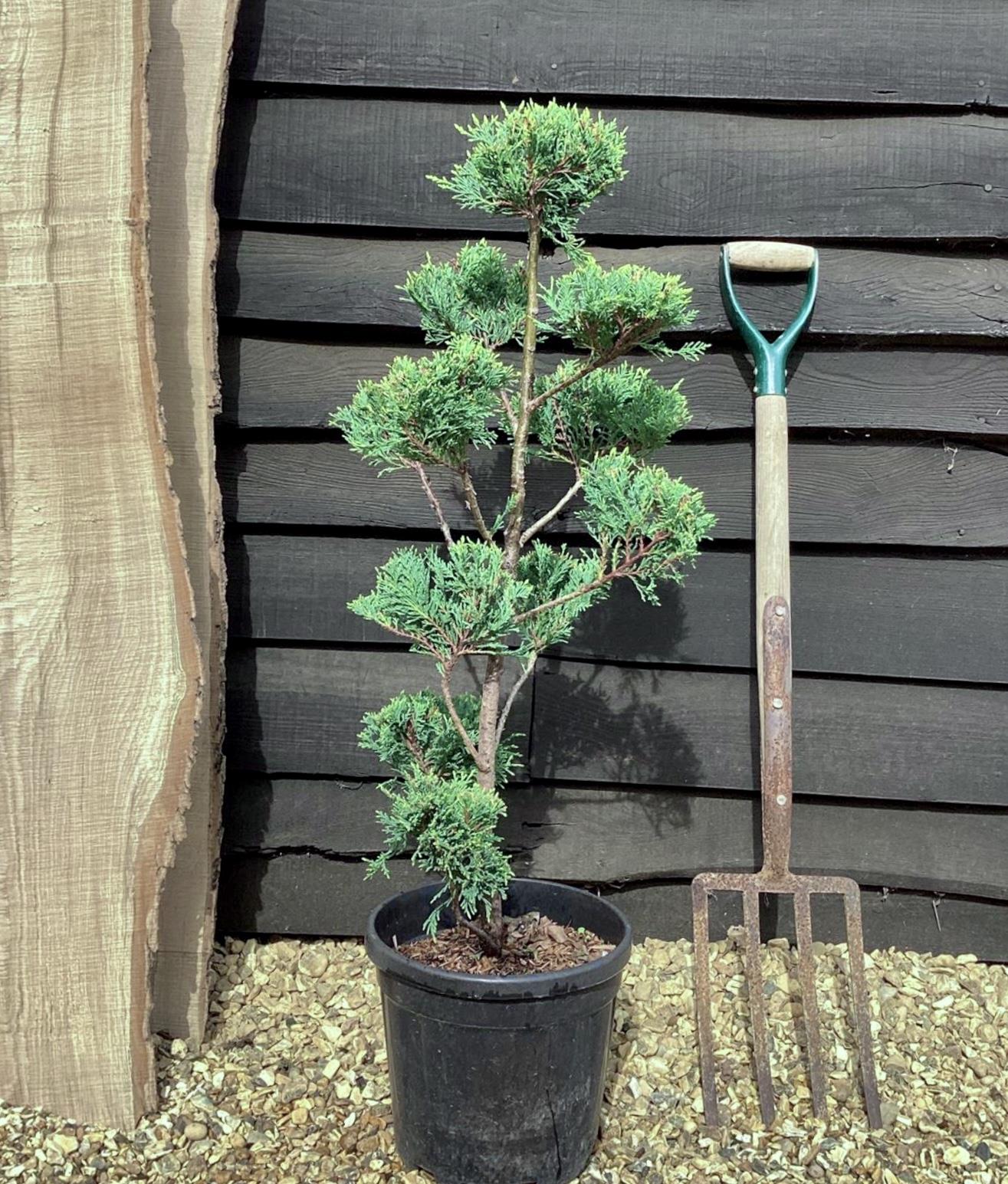 Cupressocyparis 'Castlewellan Gold' - PonPon