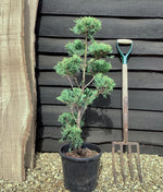Cupressocyparis 'Castlewellan Gold' - PonPon - 10lt