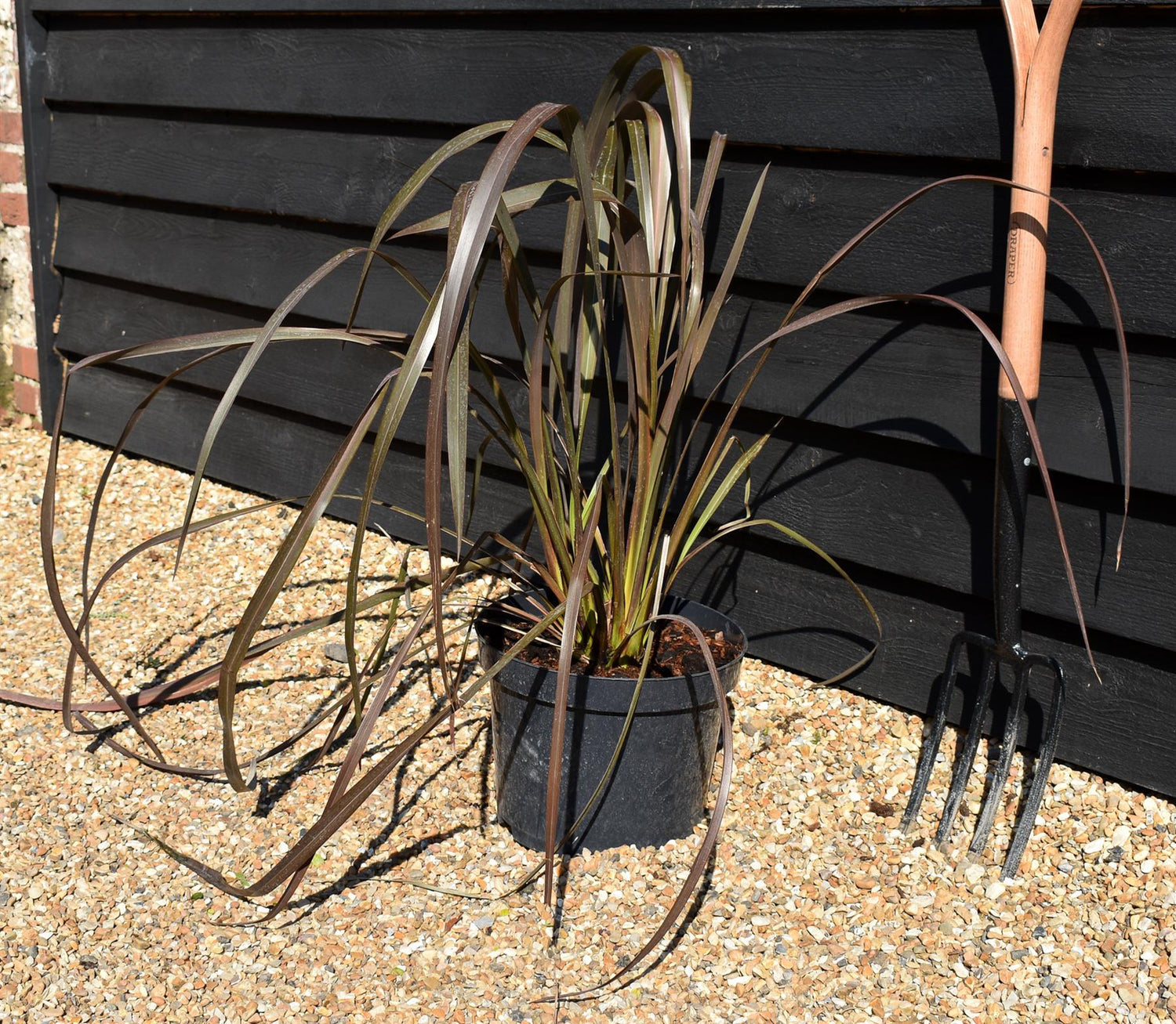Phormium tenax 'Purpureum' - Height 60-80cm - 10lt