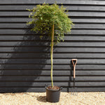 Acer palmatum 'Emerald Lace' | Japanese maple - Three Quarter Standard - Clear Stem 160 - Height 180-190cm - 30lt