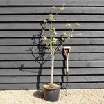 Apple tree 'James Grieve' | Malus domestica - M26 - Dwarfing - Height 140-150cm - 20lt