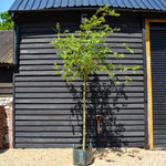 Prunus subhirtella Autumnalis Rosea - Clear Stem 140cm - Girth 10-12cm - Height 300-350cm - 45lt