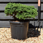 Abies koreana 'Brilliant' | Korean fir 'Brilliant' - Height 20-30cm - 18lt