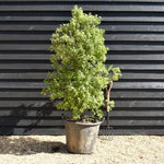 Pittosporum tenuifolium 'Gold Star' - Height 130-150cm, 50lt