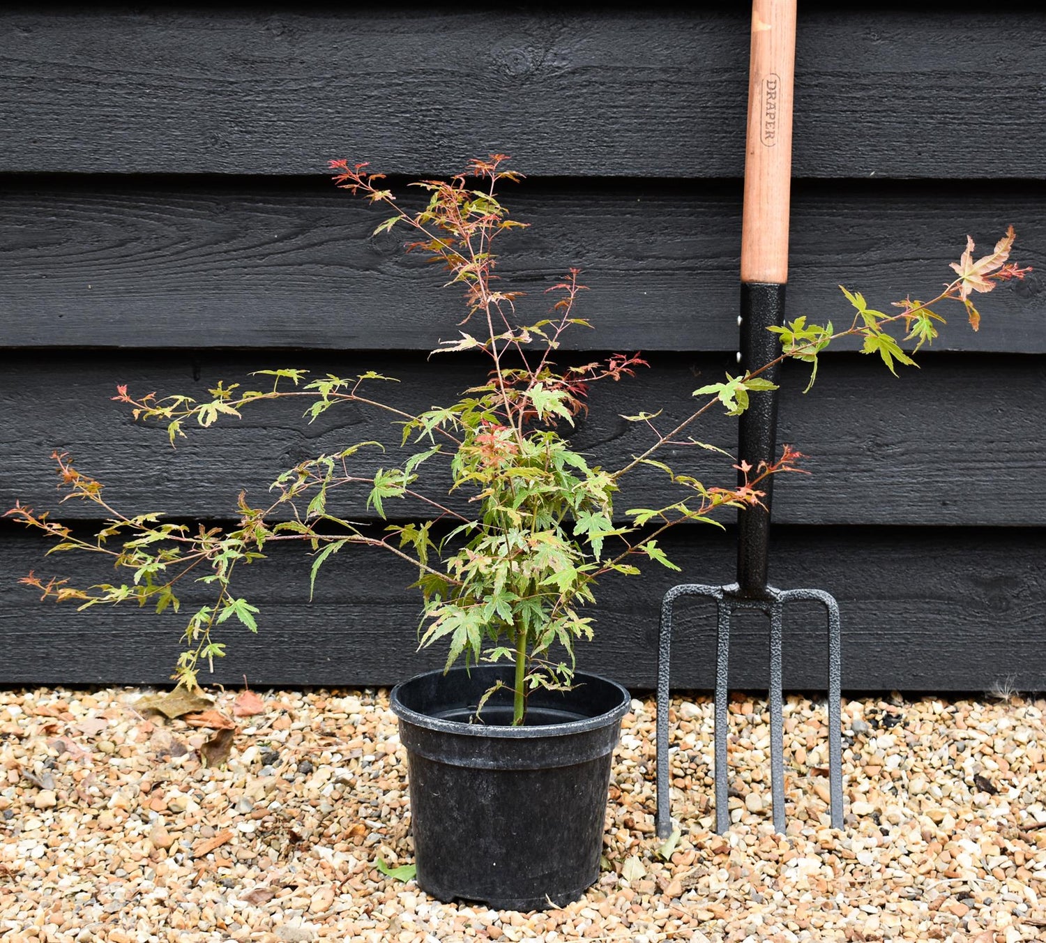 Acer palmatum 'Phoenix' | Japanese maple 'Phoenix' - 25-45cm - 3lt