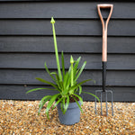 Agapanthus 'Midnight Moon' - Height 50-70cm -5lt