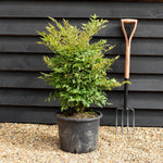 Nandina domestica 'Gulf Stream' - Height 60-70cm - 20lt
