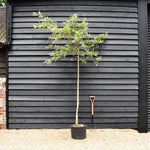 Amelanchier canadensis | Juneberry - Clear Stem - Height 220-250cm - Girth 6-8cm - 40lt