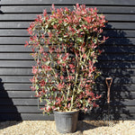 Photinia fraseri Pink Marble ('Cassini') - Metal Frame/Espalier - Height 150cm Width 100cm - 55lt