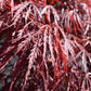 Acer palmatum 'Crimson Queen' | Weeping Japanese Maple - 70lt