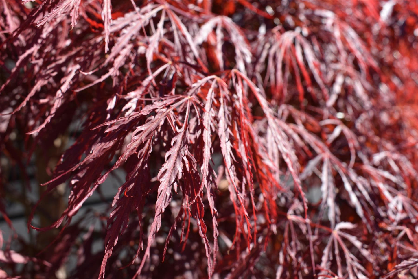 Acer palmatum 'Crimson Queen' | Weeping Japanese Maple - 70lt