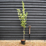 Quercus robur 'Fastigiata' - Feathered - Height 175-200cm - 10lt