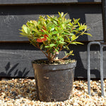 Azalea Japonica 'Orange Beauty' - Height 10-20cm - Bushy - 2lt
