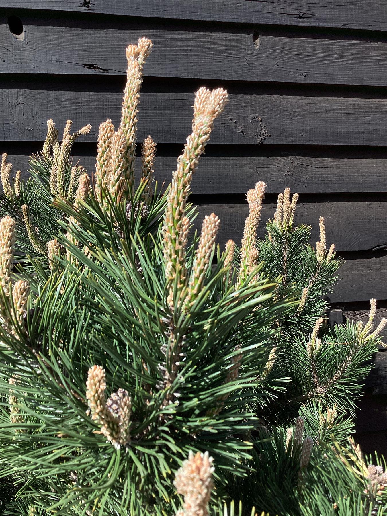 Pinus mugo 'Gnom' | Dwarf mountain pine - 110-120cm - 65lt