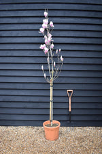 Magnolia x soulangeana 1/2 Standard Girth 6-8cm - 160-180cm, 25lt