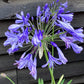 Agapanthus Africanus White | Lily of the Nile - 2lt