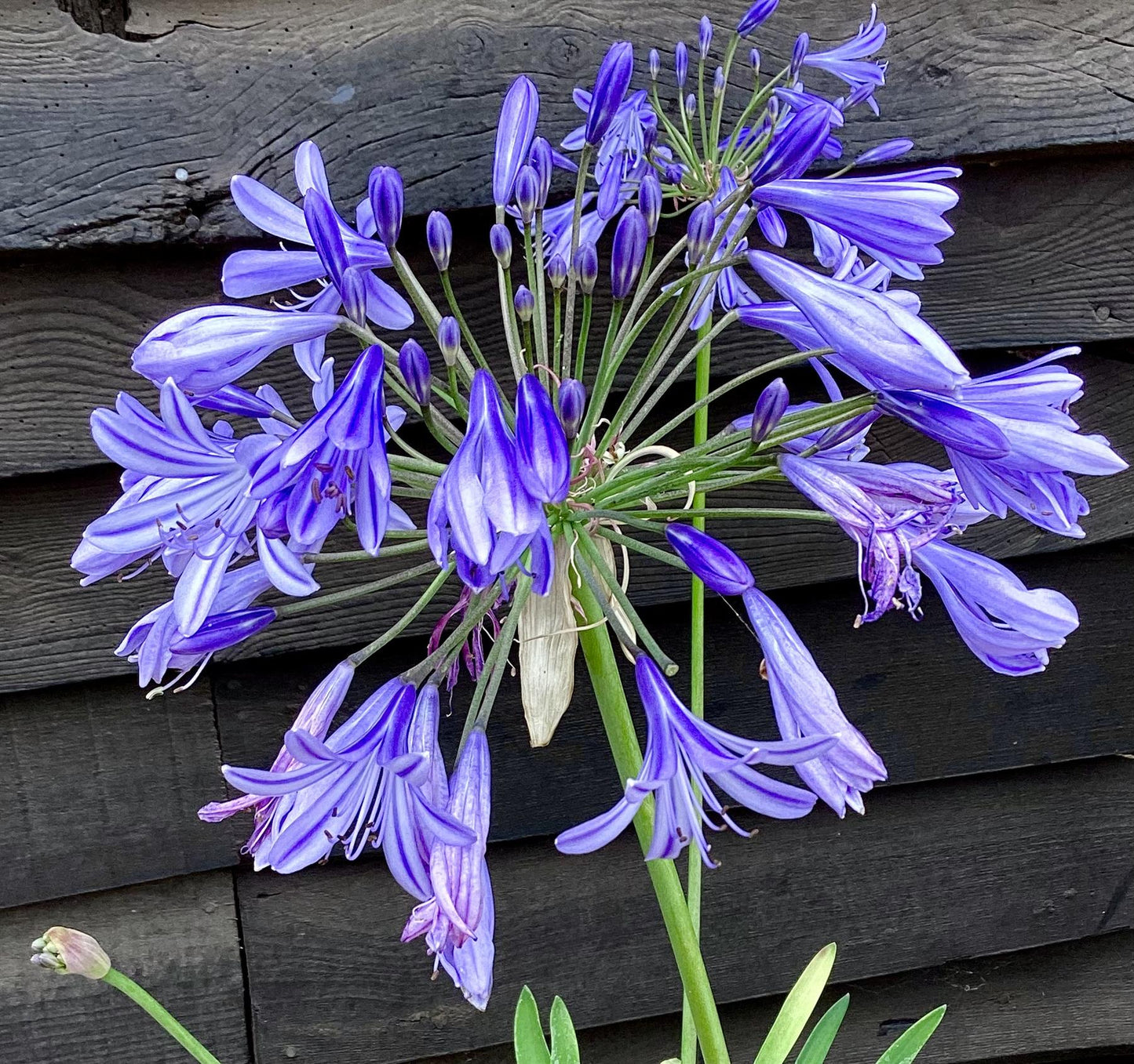 Agapanthus Africanus White | Lily of the Nile - 2lt