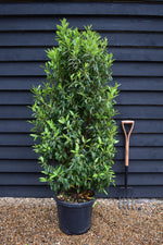 Portuguese laurel | Prunus lusitanica 'Angustifolia' - 160-170cm - 30lt