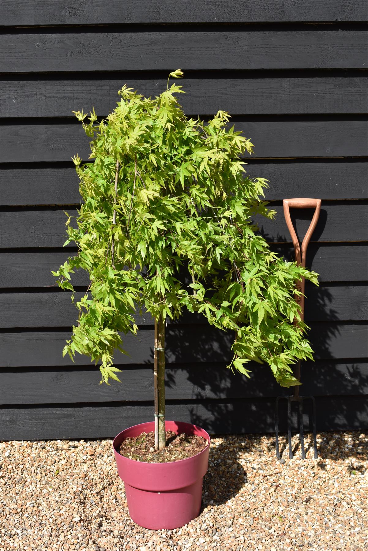 Acer palmatum 'Ryusen' | Japanese maple 'Ryusen' - 90-100cm - 1/2 std - 15lt