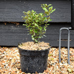 Pittosporum tenuifolium - Height 20-35cm -2lt
