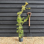 Pyracantha | Firethorn - 10-40cm, 3lt
