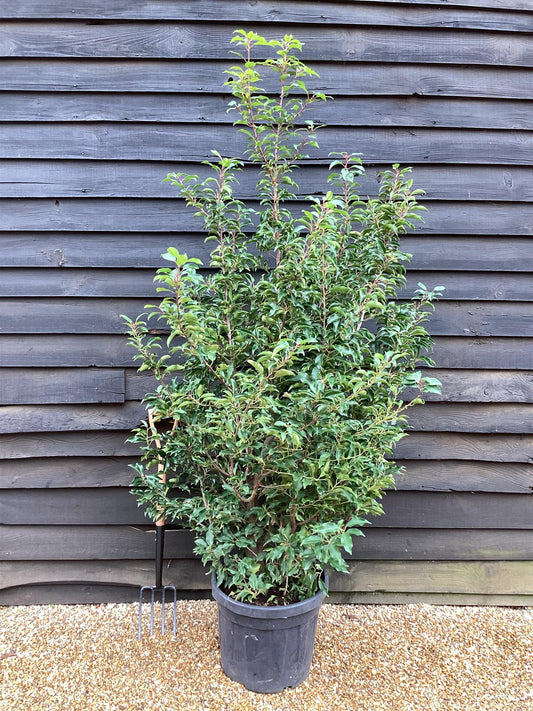 Prunus lusitanica 'Angustifolia' - 150-175cm - 45lt
