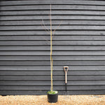 Davidia involucrata - Handkerchief Tree - Height 200-250cm - 20lt